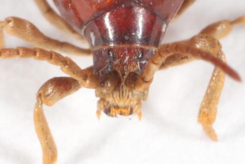Gibbium psylloides